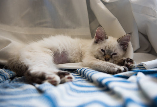 Kitten Sleeping After Playing with Friend