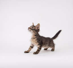 Brown Tabby Shorthaired Kitten Sitting on Light Colored Background in Studio