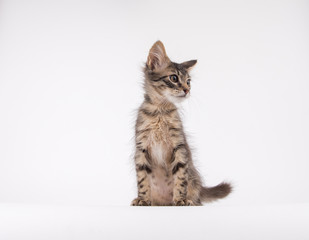 Brown Tabby Shorthaired Kitten Sitting on Light Colored Background in Studio