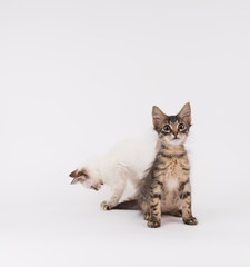 Young White Kitten with Brown Tips and Tabby Sitting on Plain Background