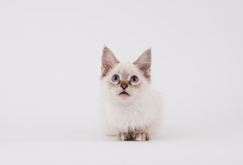 Obraz premium Young White Kitten with Brown Tips on Plain Background