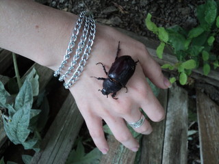 bugs