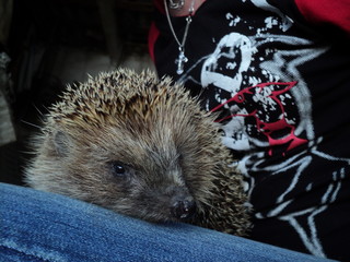 hedgehog