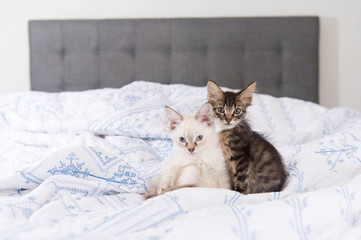 Fototapeta na wymiar Two Tiny Kittens Sitting on White and Blue Blanket