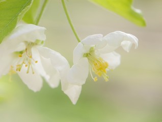 White flower