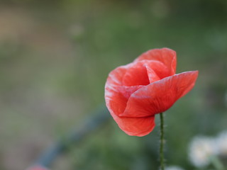 poppy