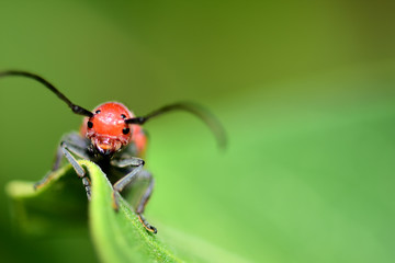 Red Milkweed Beetle