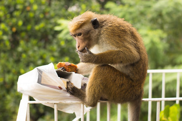 Monkey is eating a cake © KrutSolt