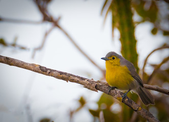Fototapeta premium Oriente Warbler - Teretistris Fornsi Closeup