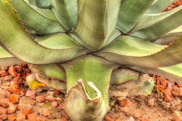 Fototapeta premium Desert Plants 