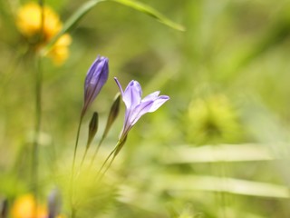 Brodiaea flower