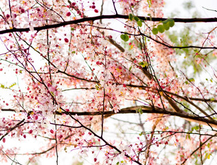 Pink flower in the garden