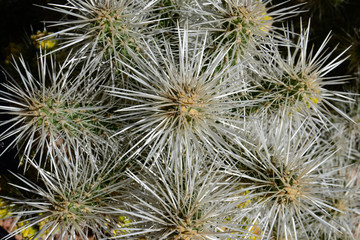 Cactus Spines up Close