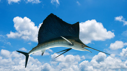 Fototapeta premium Marlin - Swordfish,Sailfish saltwater fish (Istiophorus) isolated on sky background.