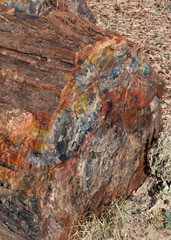 Petrified Log