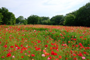 東京のポピー畑