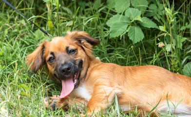 Adorable Mixed-Breed Dog at Dog Park