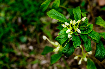 Blur white flower on dark condition