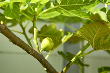 green fruit fig on tree