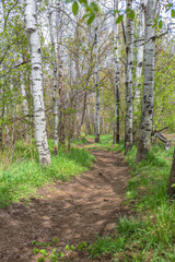 Quaking Aspen trees on trail in Utah