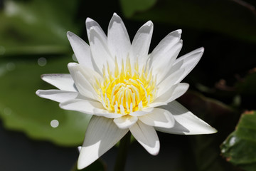 white Pink lotus blossom, water lily flowers on green organic pond at national park, home plant design decoration backgrounds, 