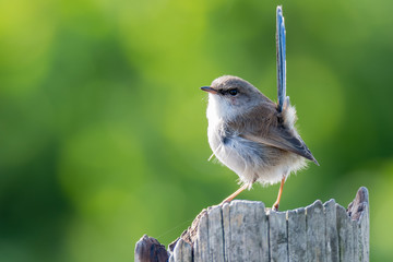 Male Variegated Fairy-wren in Eclipse Plumage