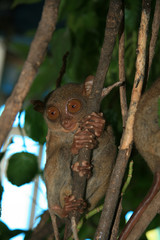 Bush Baby - Tarsier, Philippines