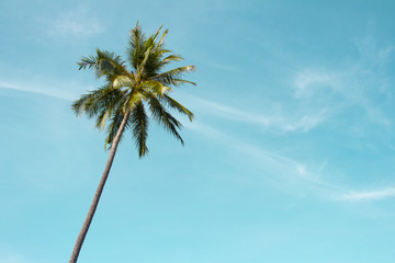 Groene palmboom op blauwe hemelachtergrond