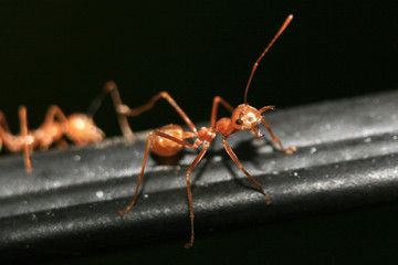 Red Ant Close Up