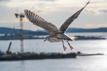Young seagull flying