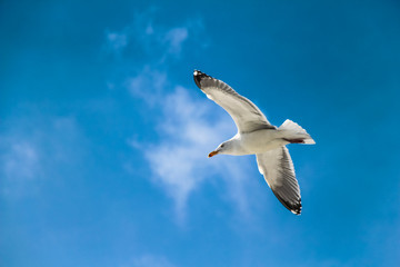 Seagull flying on blue sky - 209509933