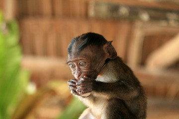 Long Tailed Macaque Baby