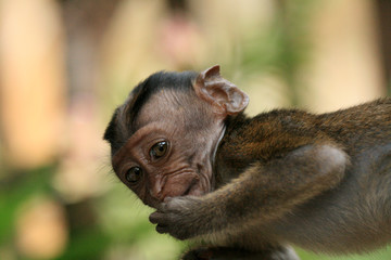 Long Tailed Macaque Baby