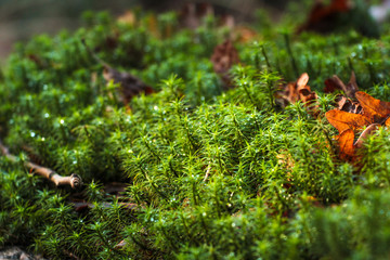Green wet moss macro