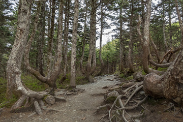 Mt. Roberts hiking trail, Juneau