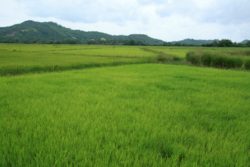 Fototapeta na wymiar Rice Fields - Philippines