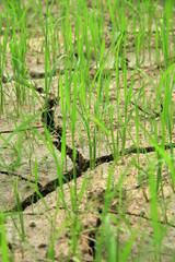 Cracked Earth - Rice Fields - Philippines