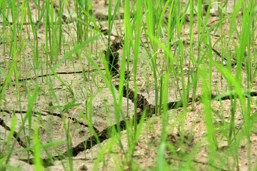Cracked Earth - Rice Fields - Philippines