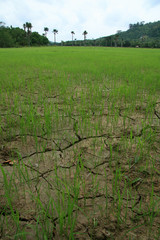 Cracked Earth - Rice Fields - Philippines