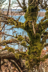 Moss growing on an old tree branches - 209510191