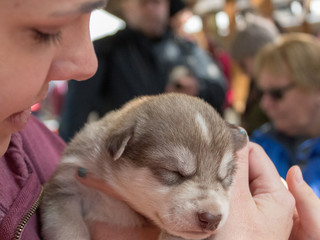 Alaskan Husky sled puppy 2 weeks old