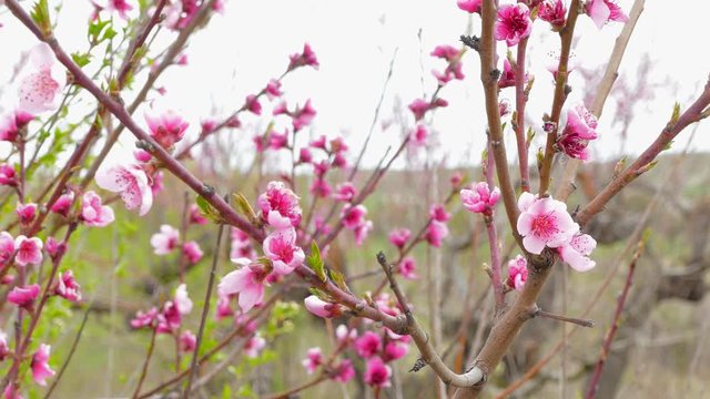 Swaying branches of flowering peach tree.