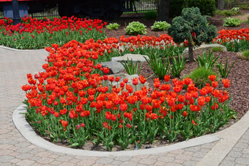 Red Tulips at Windmill Island Tulip Garden