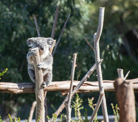 Sitting Koala © Fentventures