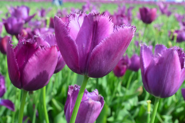 Blue Ribbon Tulips at Woodenshoe Tulip Farm in Woodburn Oregon
