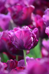 Fototapeta premium Purple Dream Tulips at Woodenshoe Tulip Farm in Woodburn Oregon
