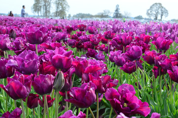 Purple Prince Tulips at Woodenshoe Tulip Farm in Woodburn Oregon