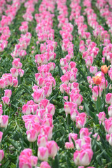 Dreamland Tulips at Windmill Island Tulip Garden