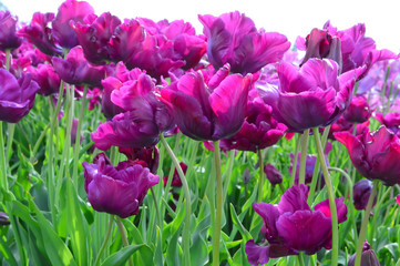 Caravelle Tulips at Woodenshoe Tulip Farm in Woodburn Oregon