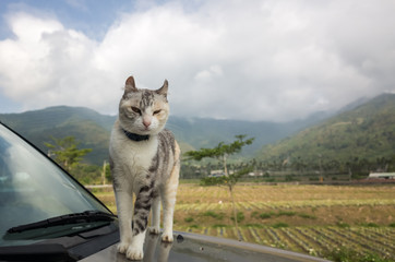 Obraz premium cat on a car